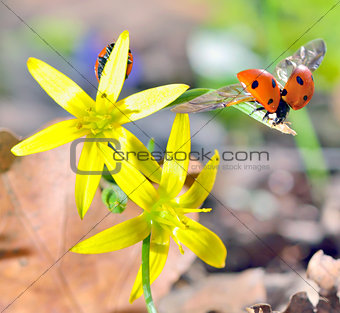 Ladybugs  on spring  flowers
