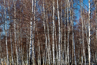 Dense white birch trees parcel