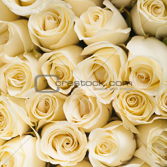 beautiful white roses background 