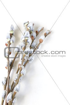 Spring flowering willow branches symbol of Easter
