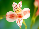 Alstroemeria lily flower macro on green background