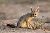 Cape fox