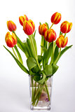 Beautiful orange red tulips on pure white background