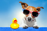 summer holiday dog 