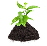 Green plant of citrus in a mound of ground