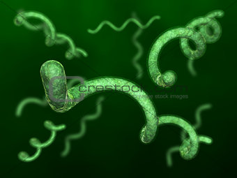 Spirillum bacteries