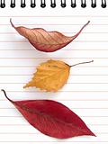 autumnal notes