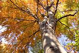 tree in fall