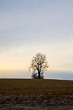 Winter Cornfield with Tree