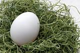 Egg Nest 2