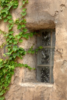 Glass Window with Ivy