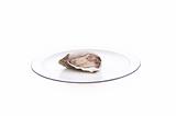 Oyster On A Plate