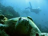 turtle divers