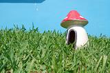 mushroom at the garden