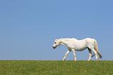 White Horse Beauty