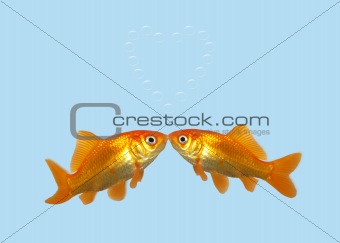Fish kissing