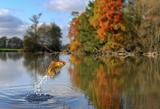 Jumping gold fish
