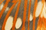Regal Moth wing close-up