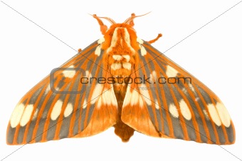 Regal Moth - Citheronia regalis