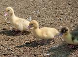 little ducklings