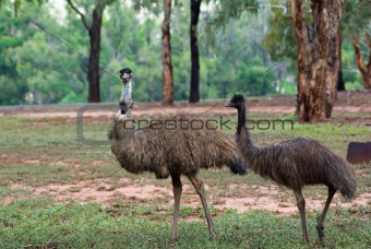 two emus