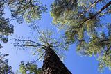 Pine Tree Canopy