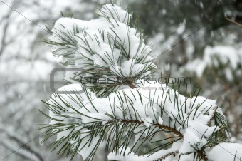 Snow falling on branch of pine tree.
