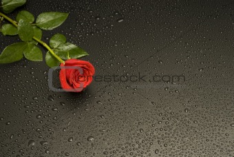 Wet Rose Ad series, rose on left side.