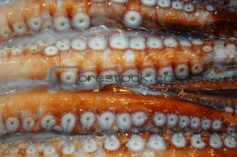 Close up of Octopus