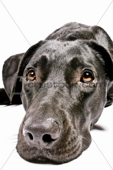 black dog looking sad