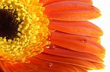 gerbera-daisy with a water drops