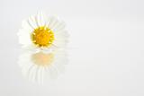 Daisy a white background with reflection
