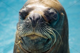 Up Close with a Seal
