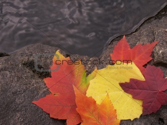 leaves, rock, and water