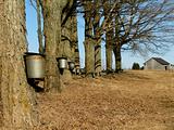 maple trees with buckets