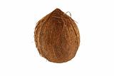 Isolated coconut on white background