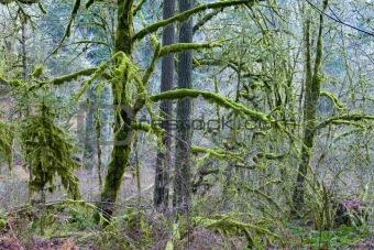 Mossy Woods