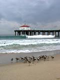 Sandpipers and Pier