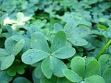 Clover in Patch
