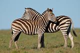 Plains Zebras 