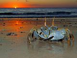 Ghost crab at sunset