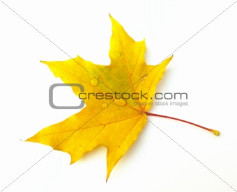 Leaf of a maple