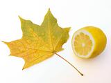  Leaf of a maple and lemon