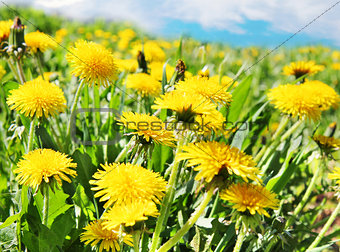 Yellow dandelion flowers with leaves in green grass, spring phot
