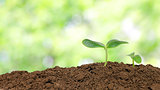 Small cucumber seedling over sunlight background