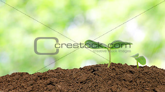Small cucumber seedling over sunlight background