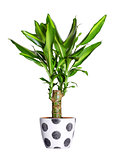 Houseplant - dracaena steudneri stemm a potted plant isolated ov
