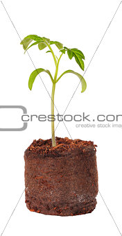 A tomato seedling in the peat pot, isolated