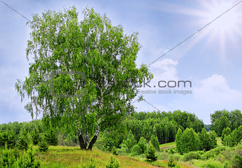birch tree and sunlight sky