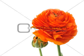 Orange Persian buttercup. Ranunculus asiaticus